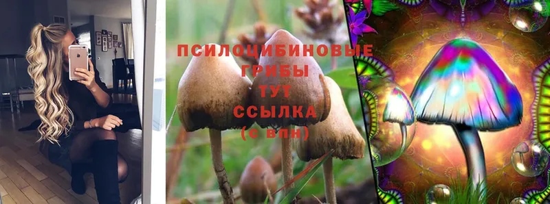 Псилоцибиновые грибы MAGIC MUSHROOMS  сколько стоит  нарко площадка Telegram  Серпухов 